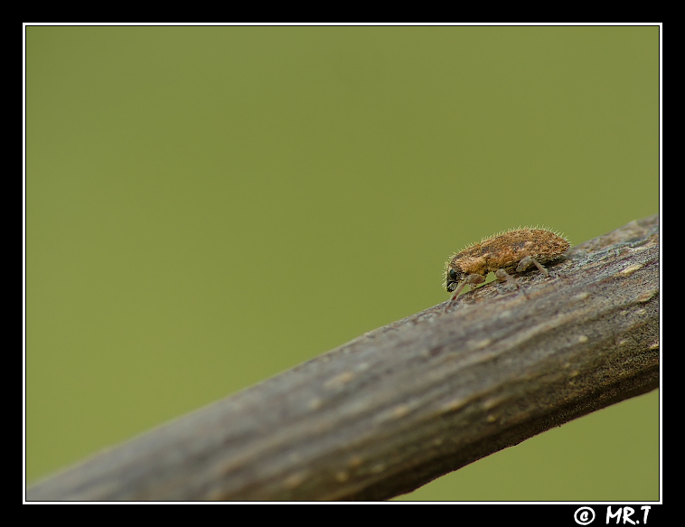 ...solo 5mm, ma crescer�...