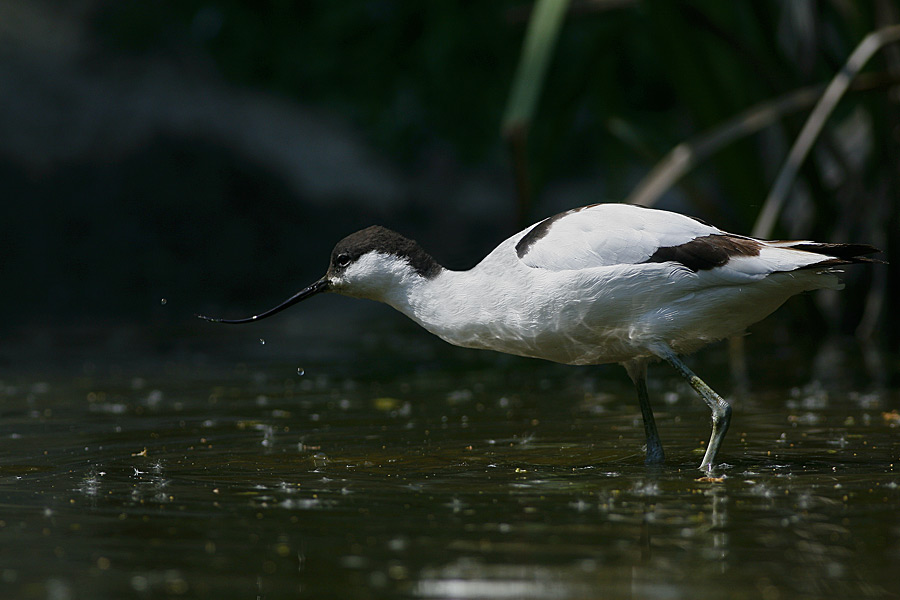 Avocetta ...