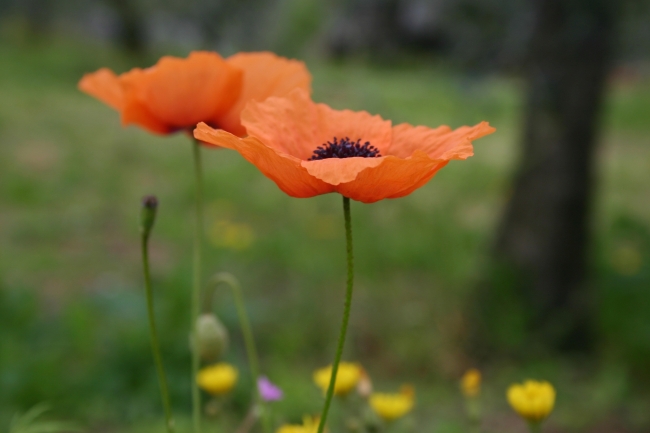 papaveri in armonia