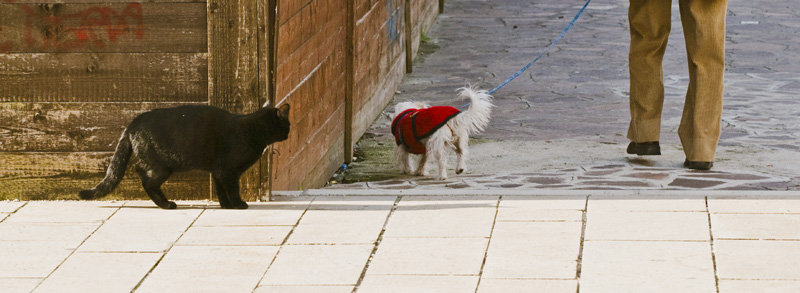 Cani e Gatti