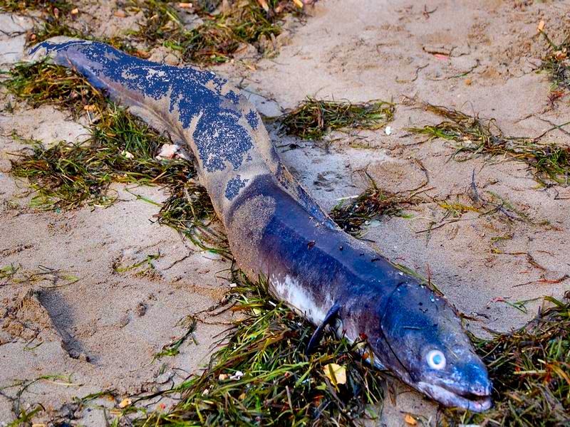 in spiaggia,i resti di una mareggiata
