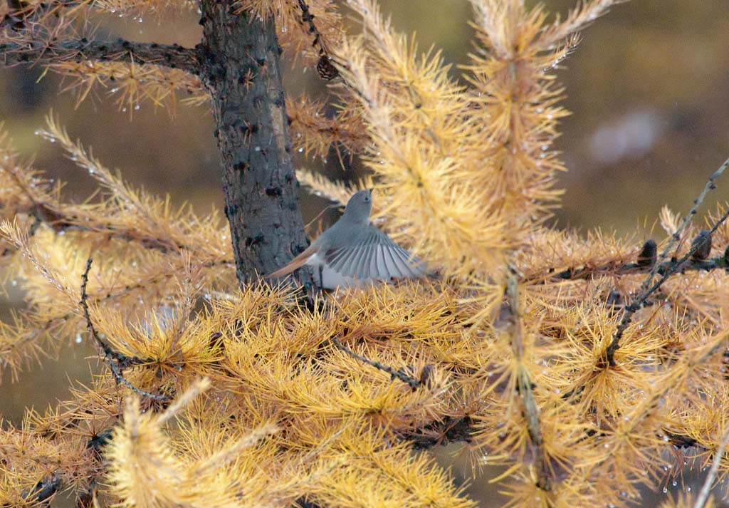 Codirosso Spazzacamino 4
