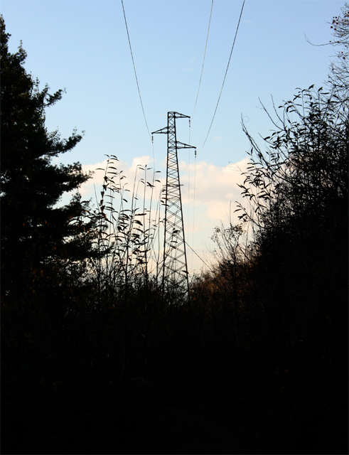 .:' Alberi Moderni ':.