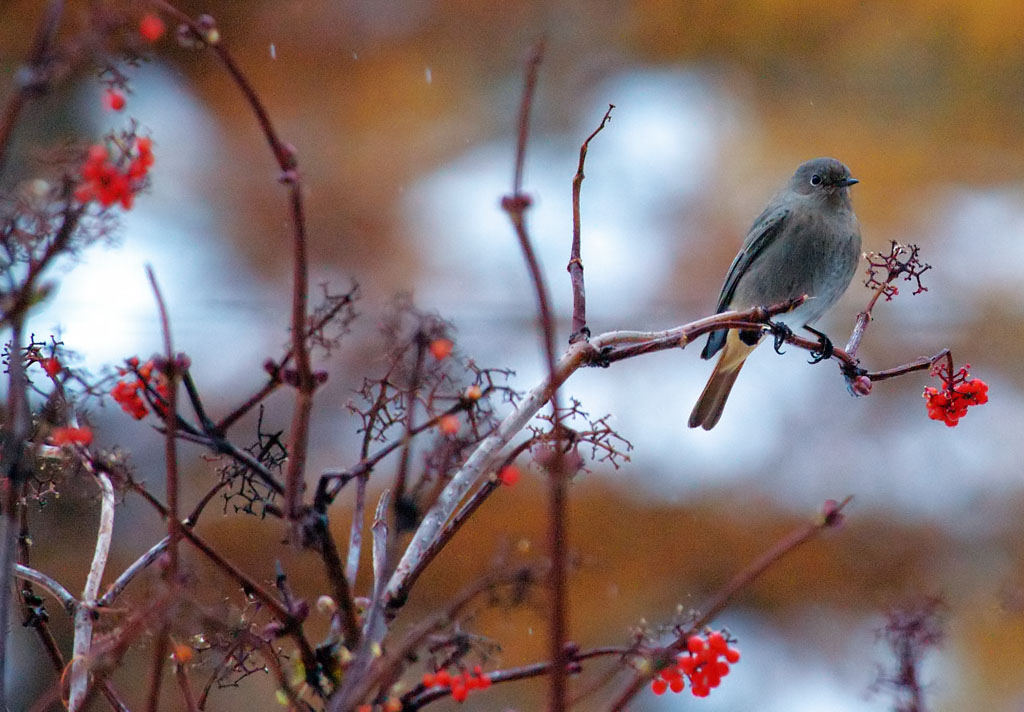 Codirosso Spazzacamino 2