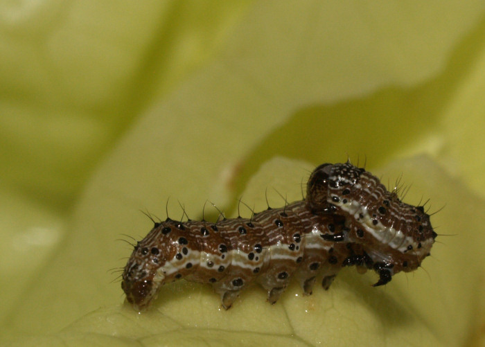 Nelle foglie di lattuga