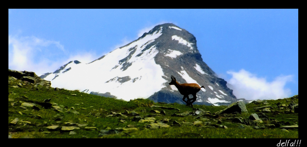 CAMOSCIO IN CORSA...