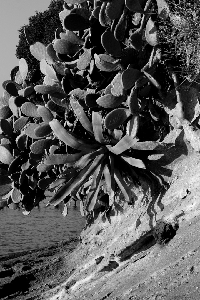 macchia mediterranea