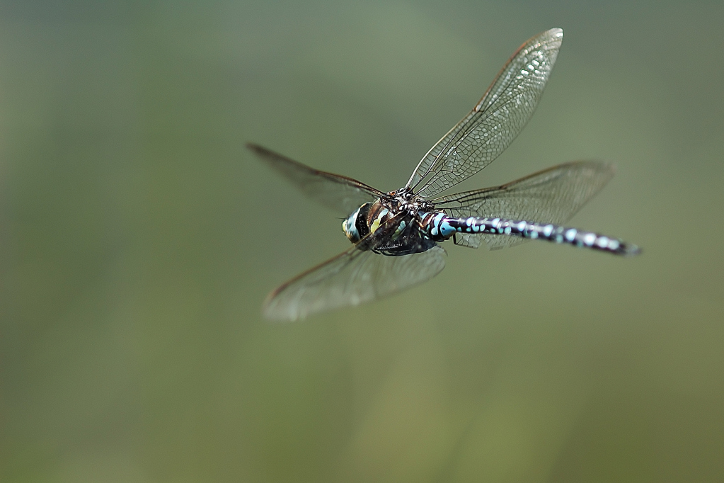Libellula in Volo
