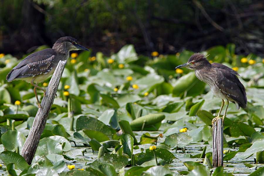 Ebbene s�, ti ho tradita .-.-. Nooooooo !!!