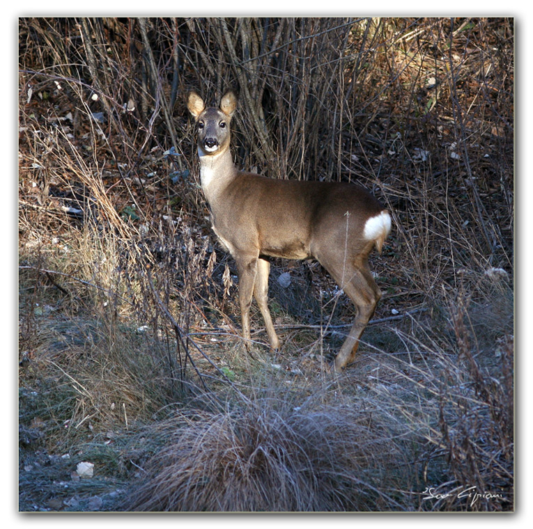 Capriolo in cerca dei primi raggi di sole.