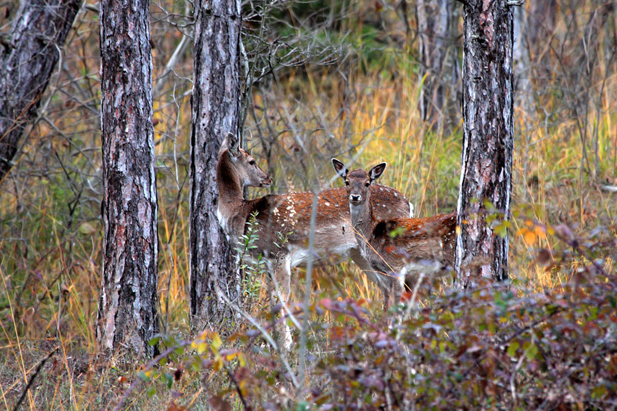 Bambi nella foresta incantata...