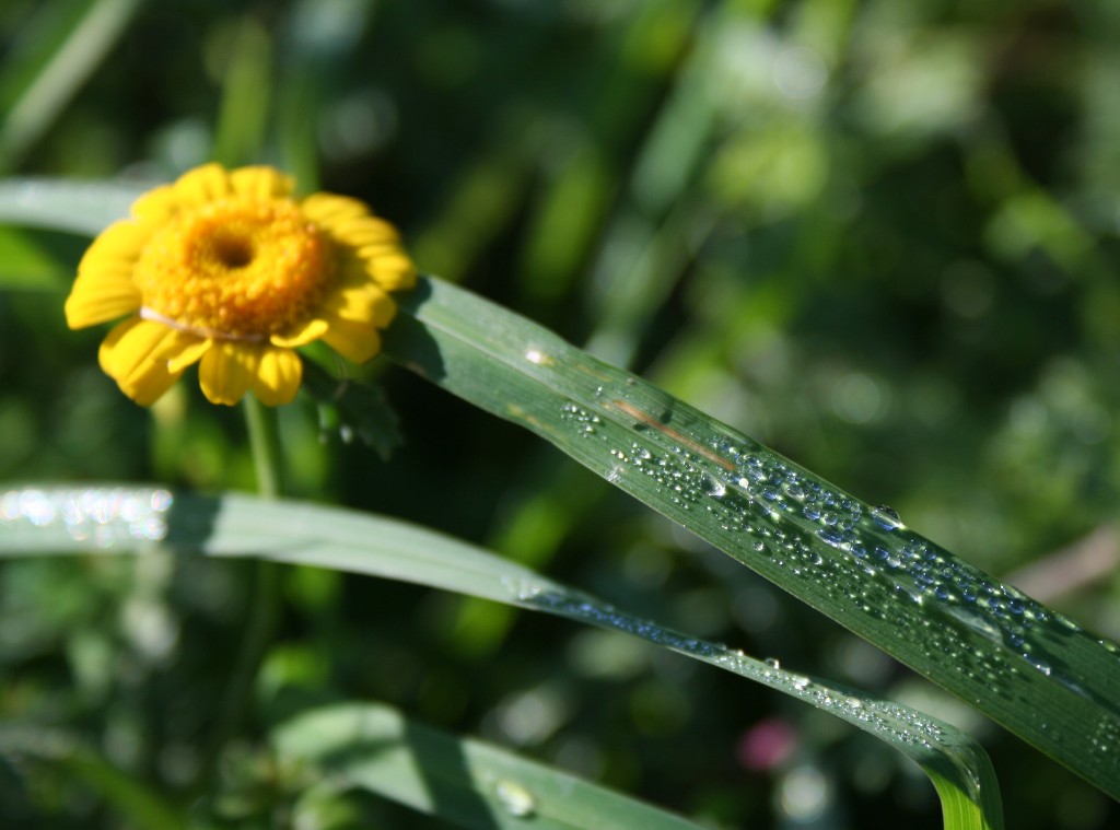 Il sole, la vita. Il sole, la morte.