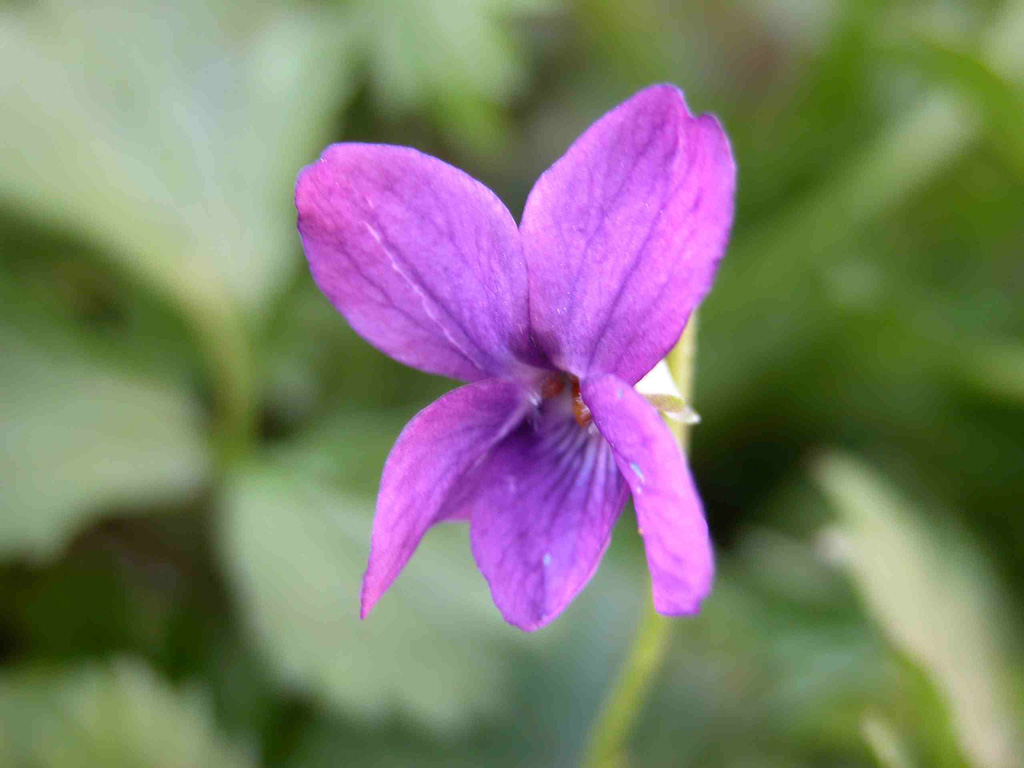 Prima macro: Viola