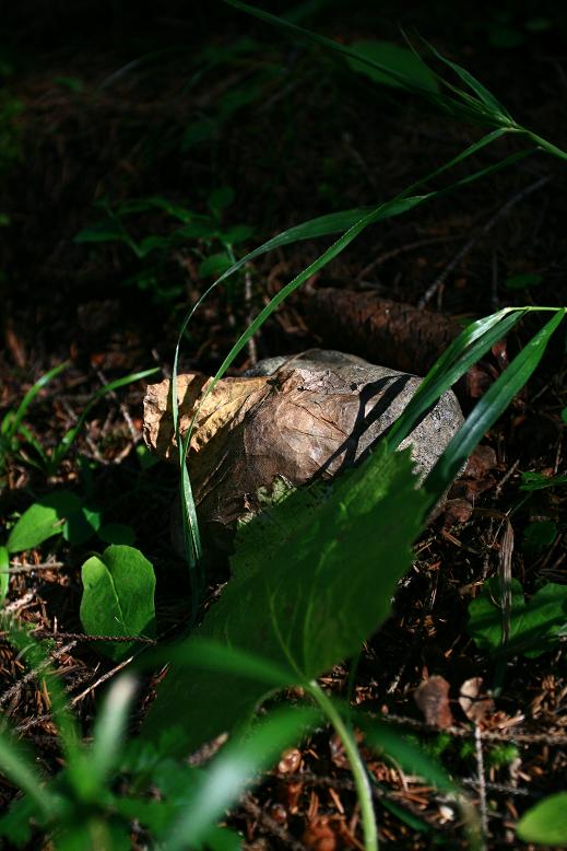 La coperta del sasso