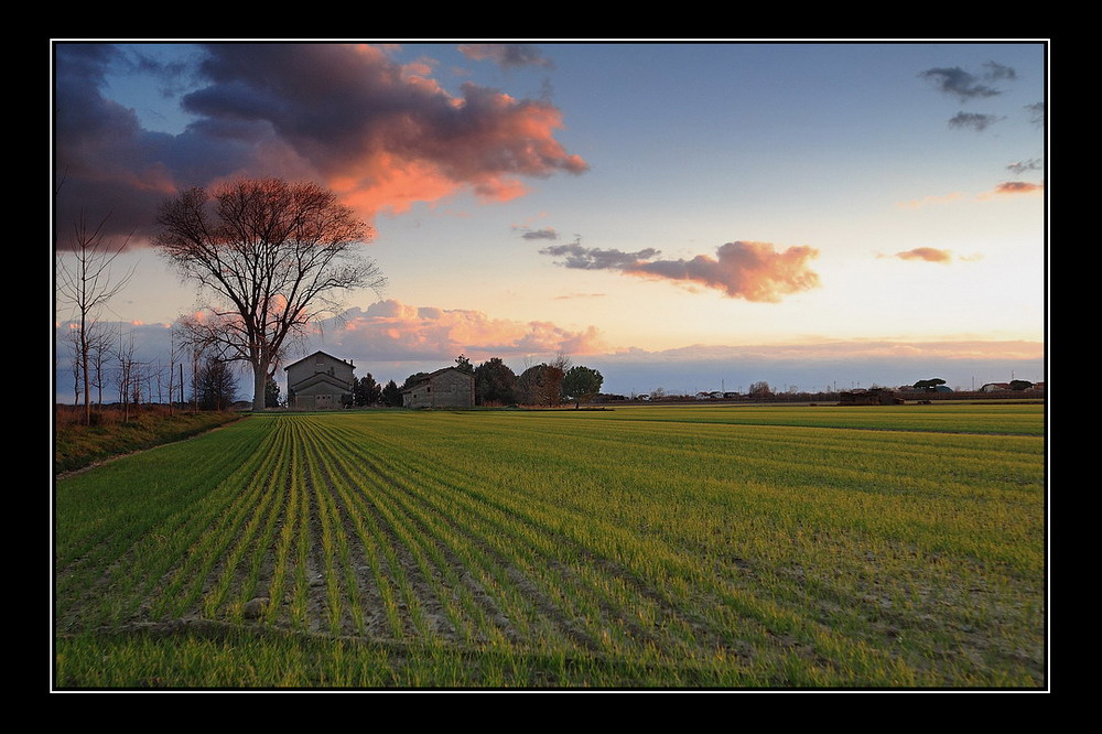 Scende la sera sul grano nuovo....