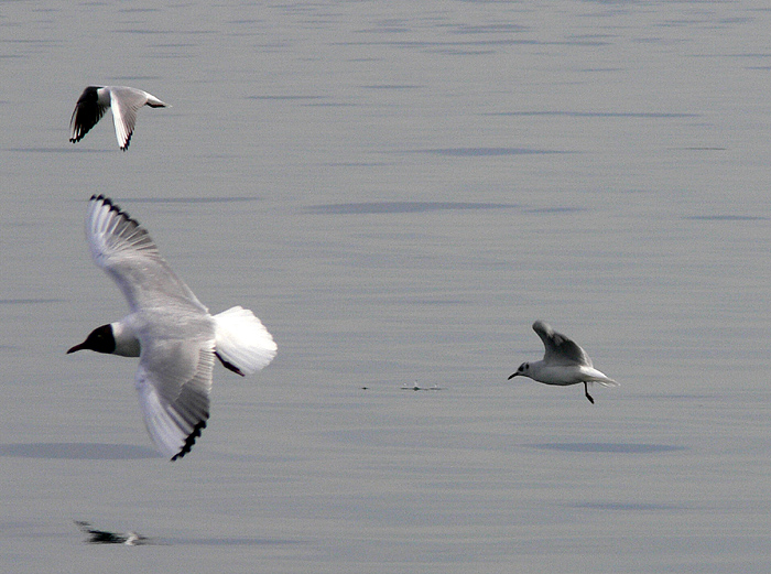 liberi sul mare invernale