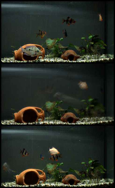 Doctor Jekill & Mr. Big Fish!