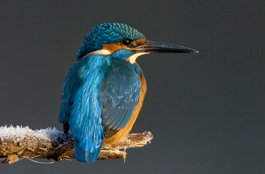 Martino di prima mattina