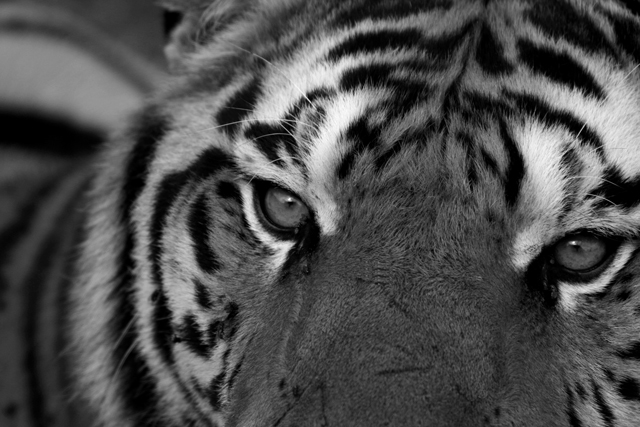 meravigliosa creatura