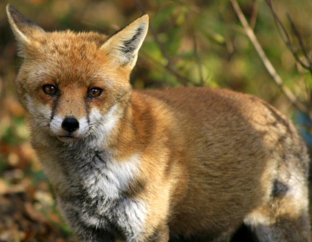 meravigliosa sorpresa