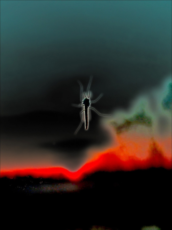 "SWARM: Sciame assassino"