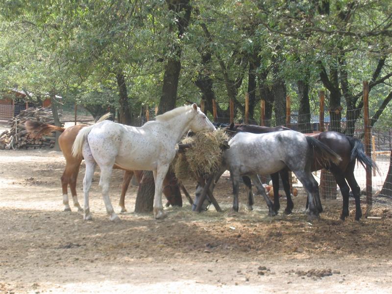 cavalli che mangiano in piedi