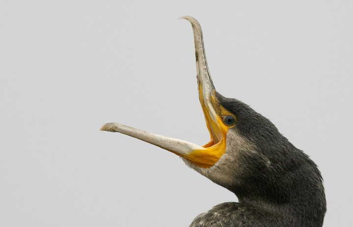 Renzo-L'urlo del Cormorano