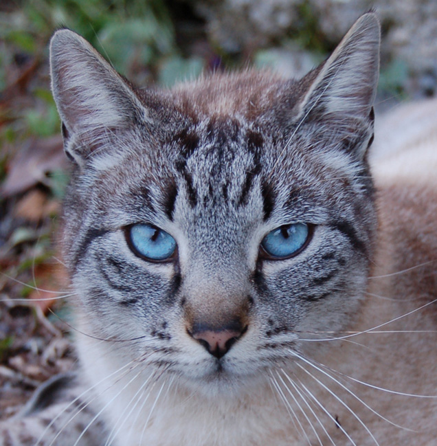 Primo piano ad un gatto