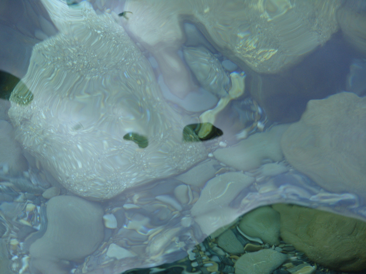 Inquadratura fondo del mare dall'alto sul Romito (Livorno)