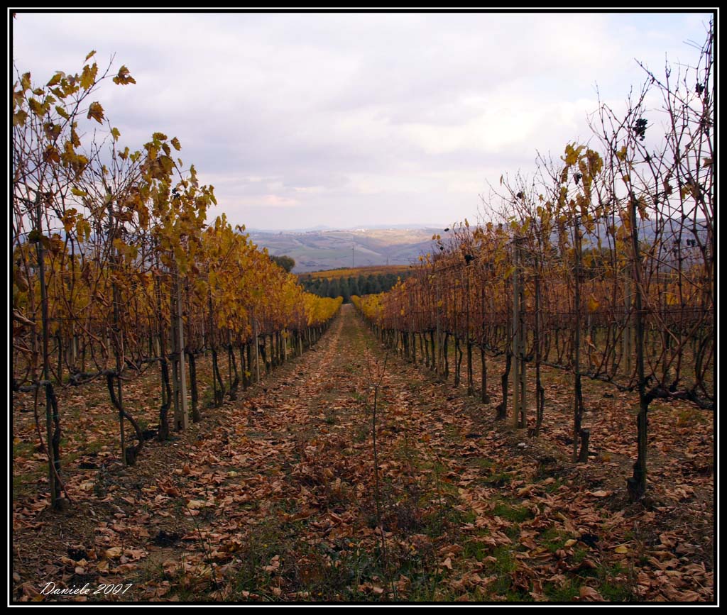 vigneto novembrino