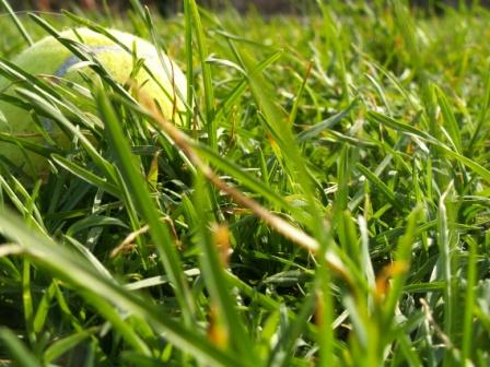 Aspettando Wimbledon...