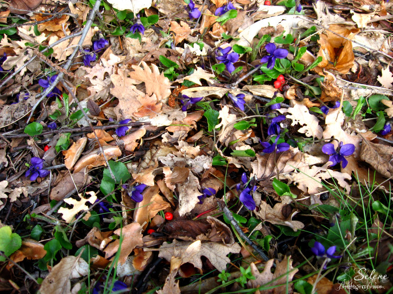 Primi cenni di primavera