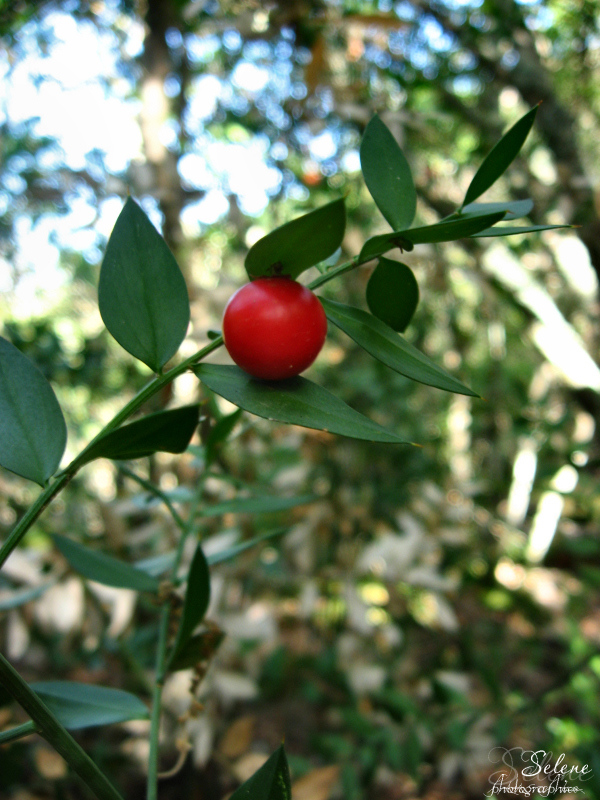 Bacca rossa a colori
