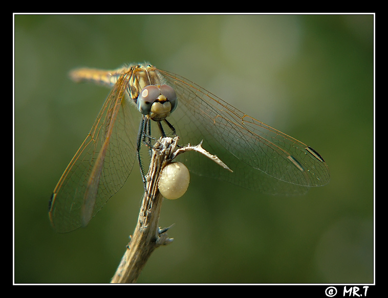 ...ti proteggo io...