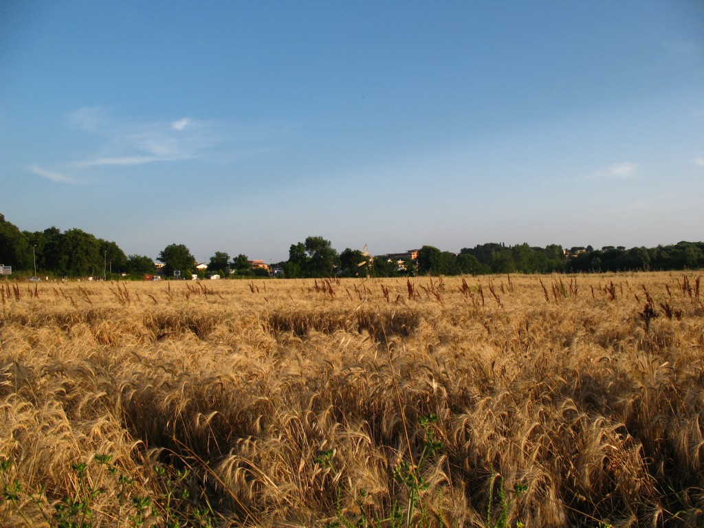 campo di grano(senza volo di corvi)