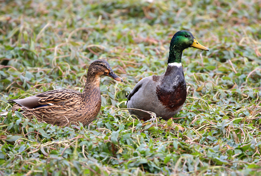 Germani Congelati!!!