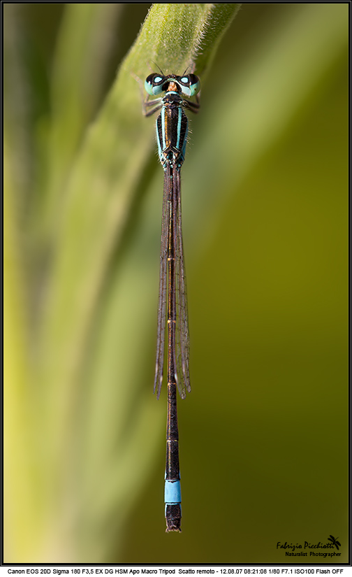 Pendolo...non oscillante!