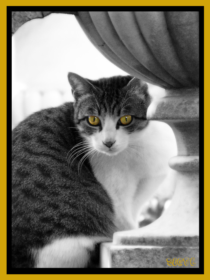 guarda che ti ho visto eh!!!!