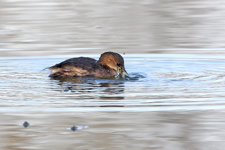 Tuffetto Mangione!!!