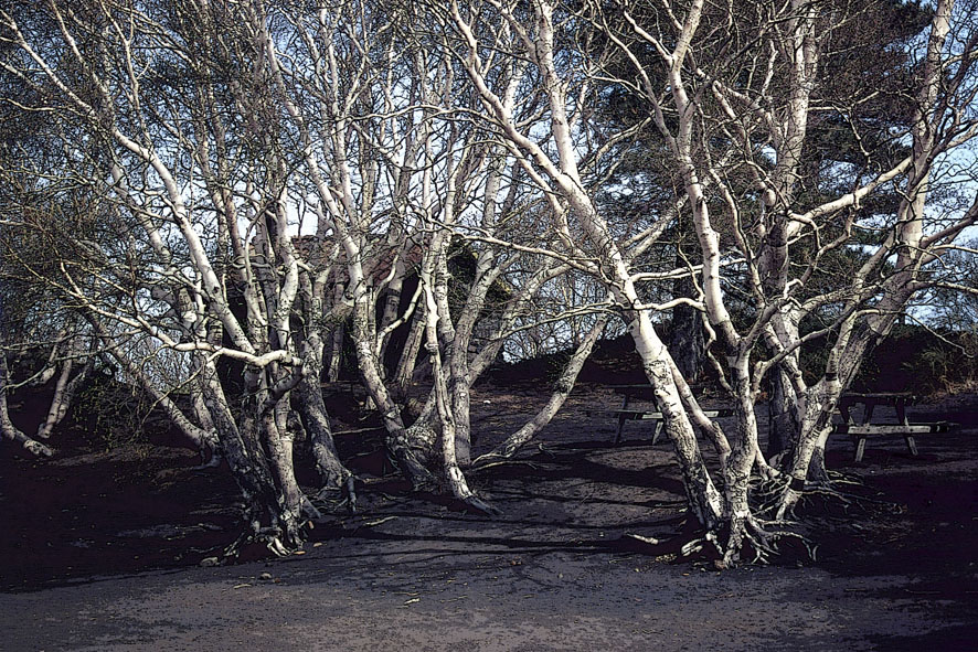 Alberi al rifugio Citelli