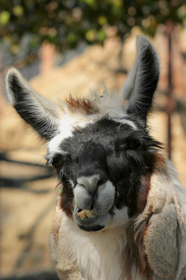 No, non ti sputacchio!