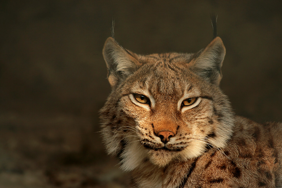 Solo perch� ho sonno....