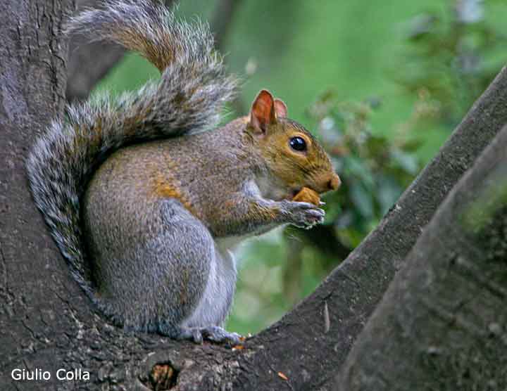 Scoiattolo affamato