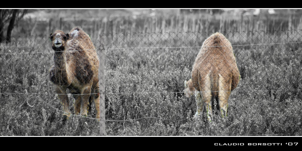 Fronte / Retro del Camelus Dromedarius