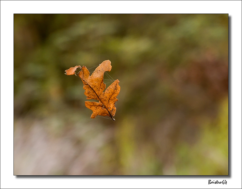 Appesa ad un filo...