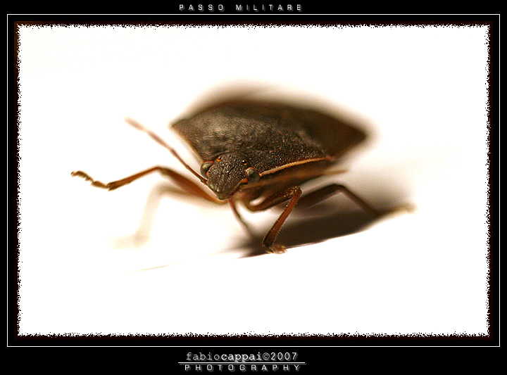 :: PASSO MILITARE