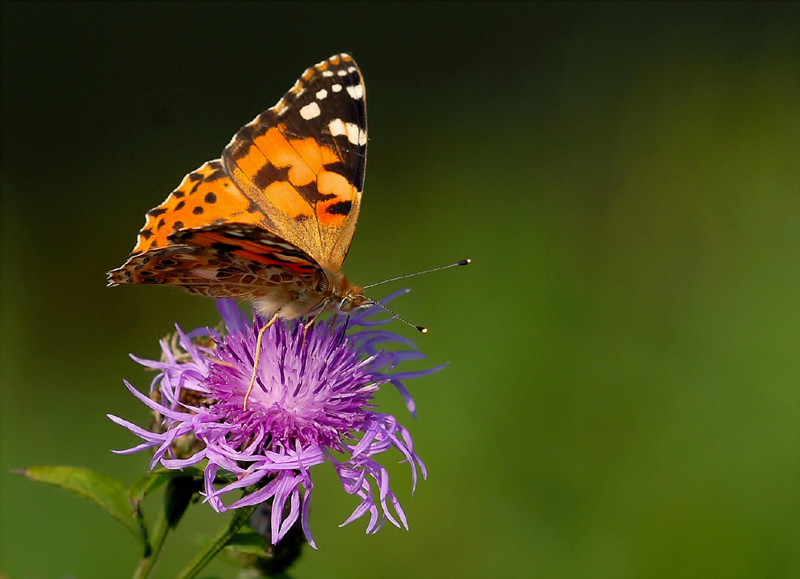 Vanessa cardui