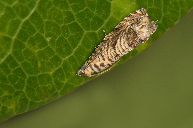 Phyllocnistis citrella Stainton (Minatrice degli agrumi c.ca 6mm)