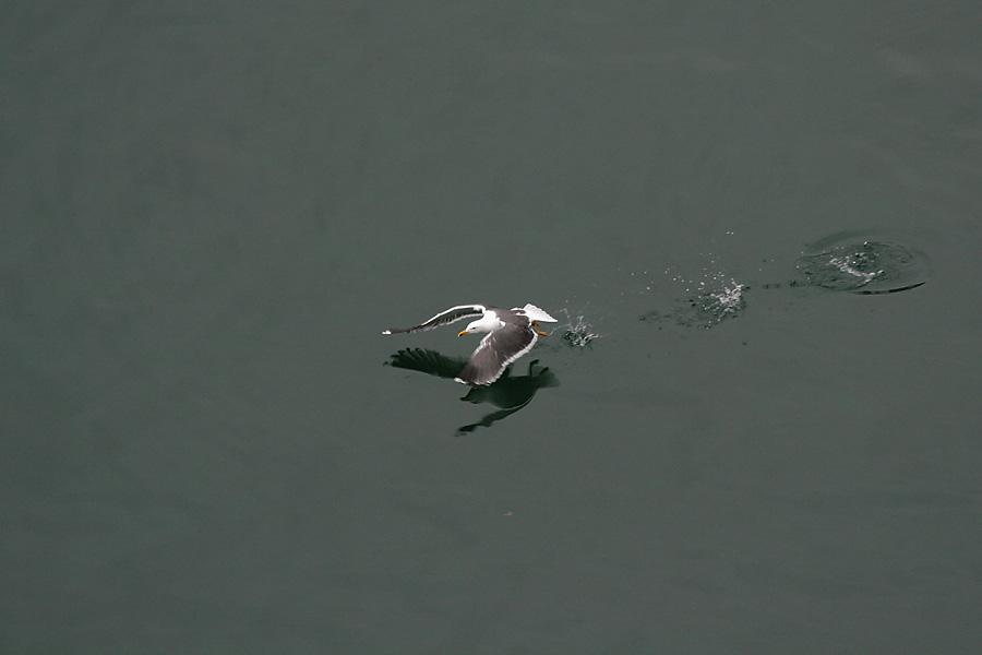 Come un sasso tirato sull'acqua