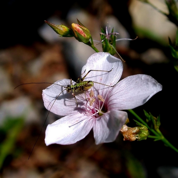 Fiorellino con ospite